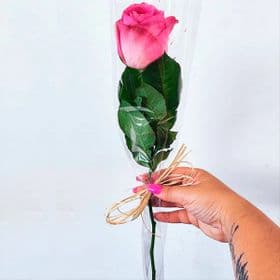 thumb-rosa-solitaria-1